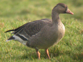 Russian White-fronted Goose